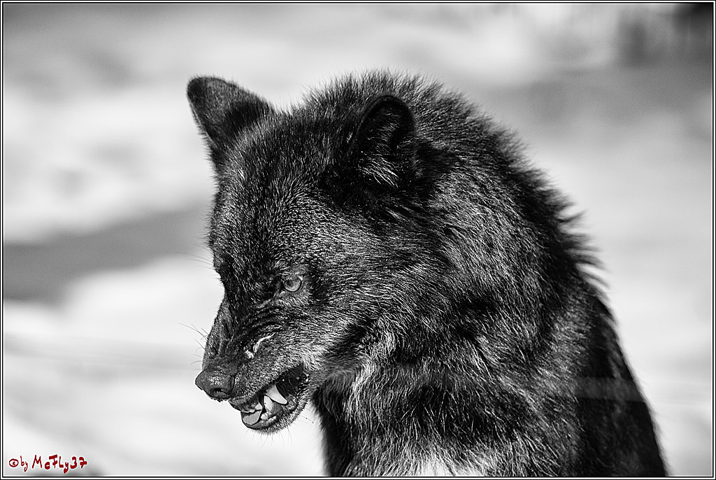 Timberwolf - Polarwolf Kasselburg, 18.02.2018