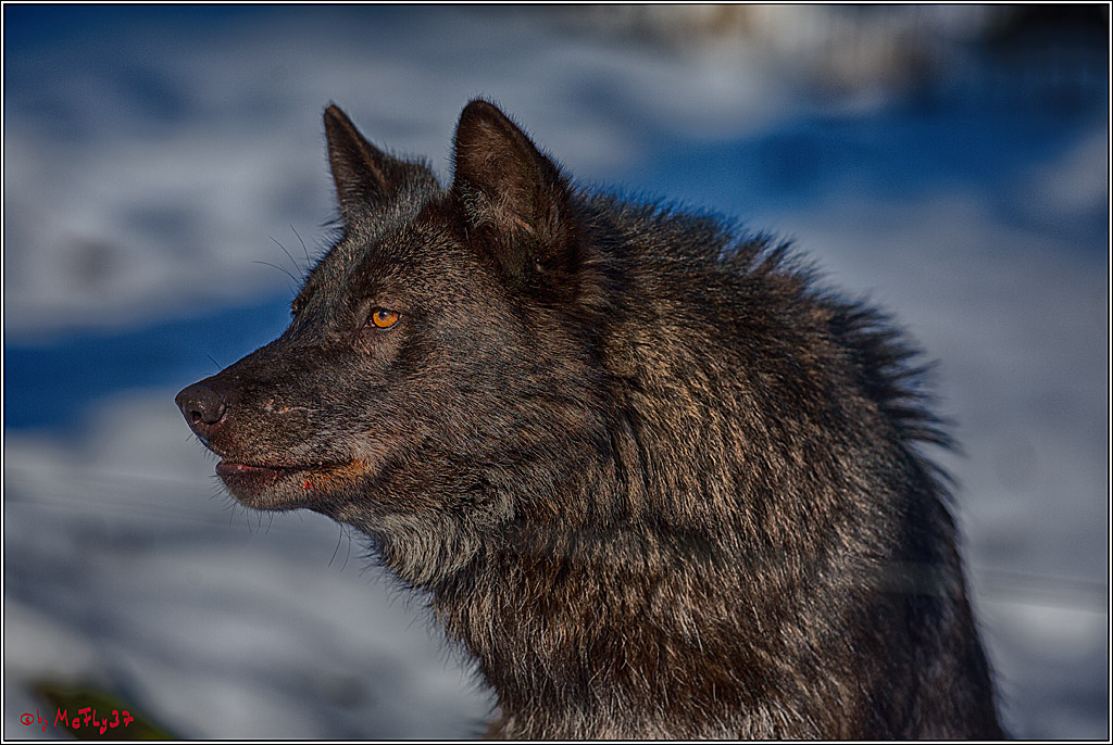 Timberwolf - Polarwolf Kasselburg, 18.02.2018