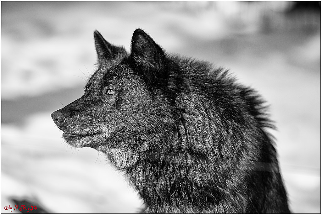 Timberwolf - Polarwolf Kasselburg, 18.02.2018