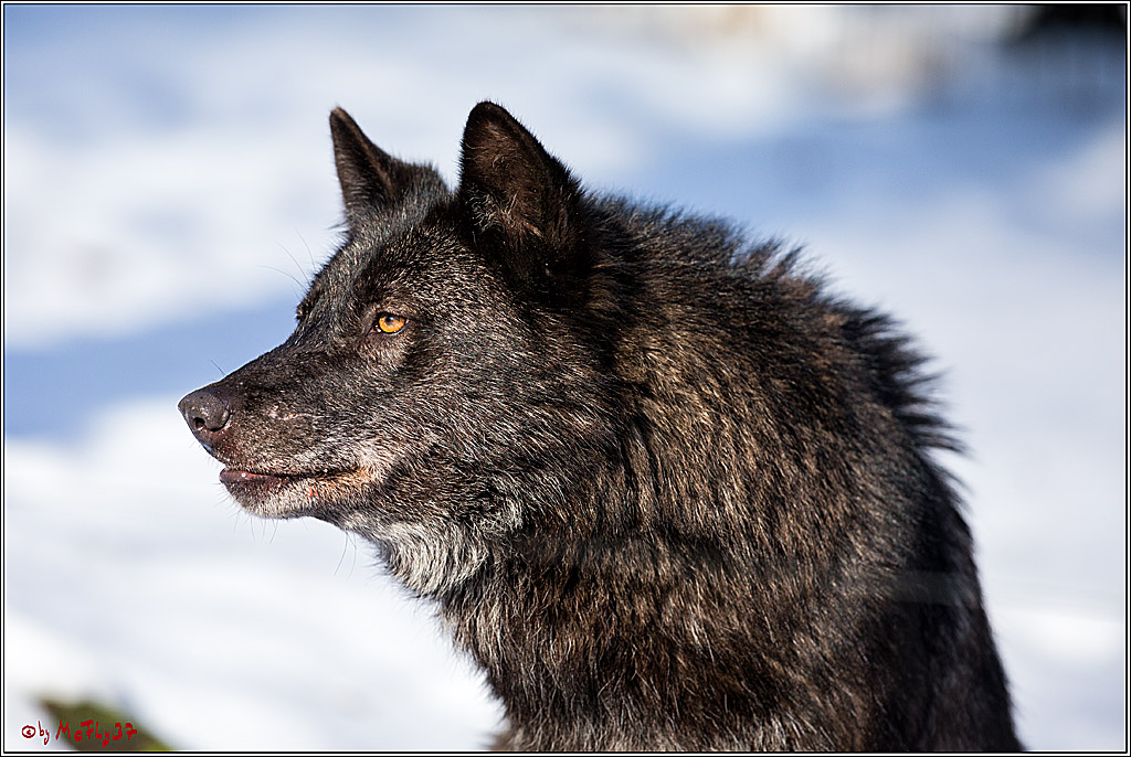 Timberwolf - Polarwolf Kasselburg, 18.02.2018