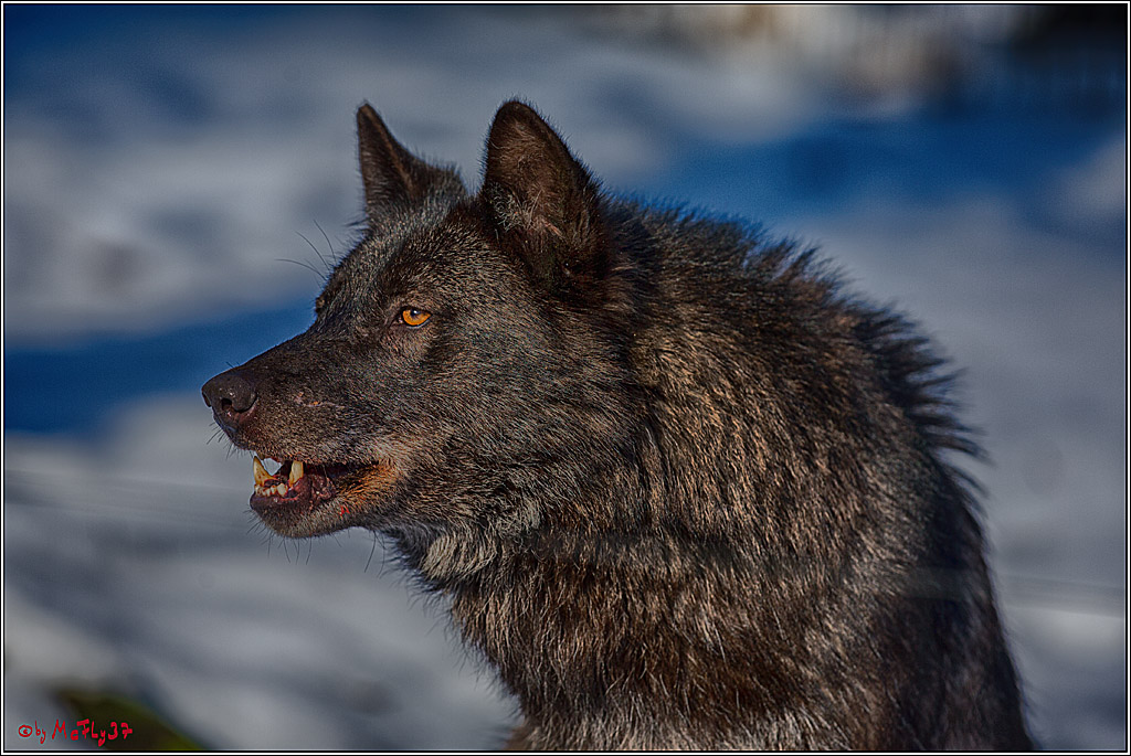 Timberwolf - Polarwolf Kasselburg, 18.02.2018