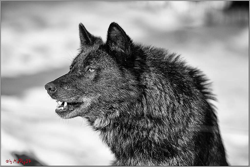 Timberwolf - Polarwolf Kasselburg, 18.02.2018