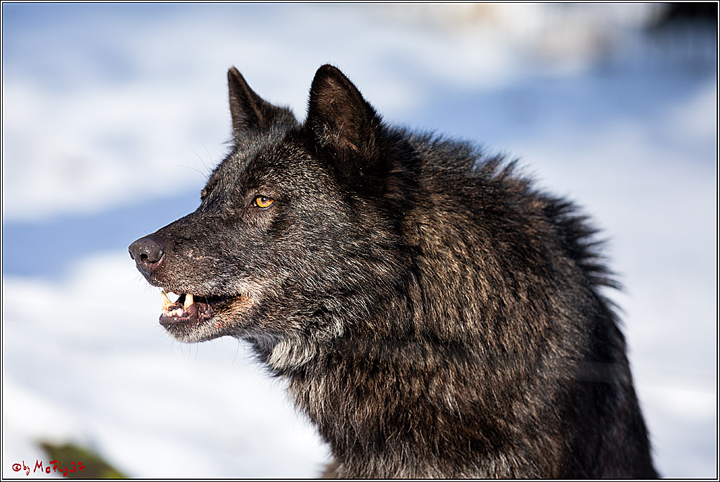 Timberwolf - Polarwolf Kasselburg, 18.02.2018