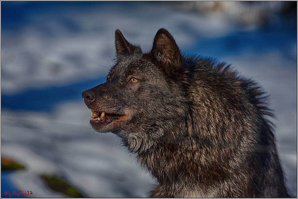 Timberwolf - Polarwolf Kasselburg, 18.02.2018