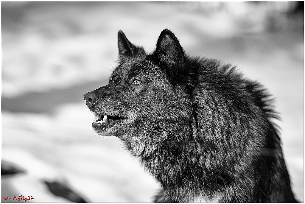 Timberwolf - Polarwolf Kasselburg, 18.02.2018