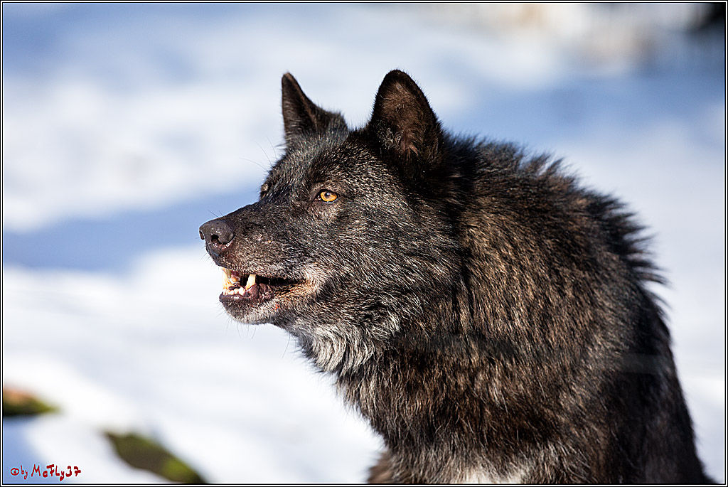 Timberwolf - Polarwolf Kasselburg, 18.02.2018