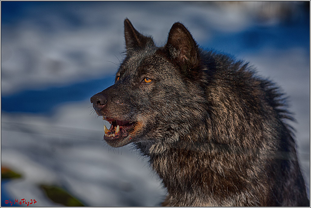 Timberwolf - Polarwolf Kasselburg, 18.02.2018