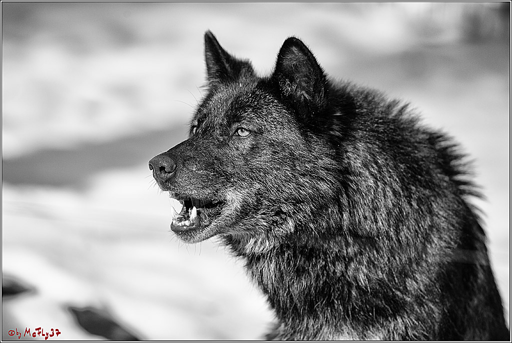 Timberwolf - Polarwolf Kasselburg, 18.02.2018