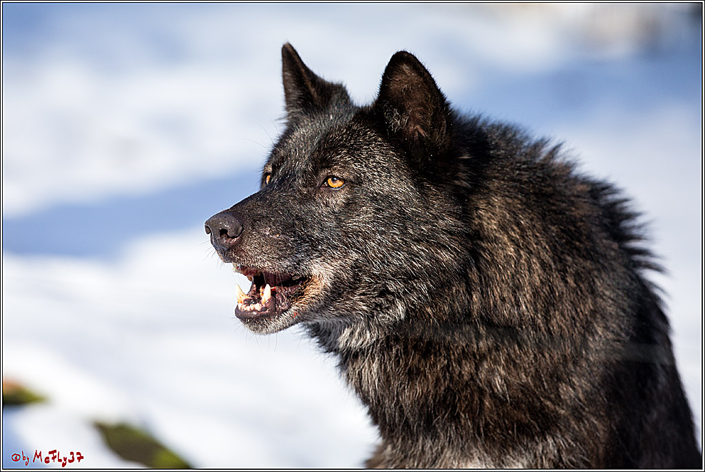 Timberwolf - Polarwolf Kasselburg, 18.02.2018