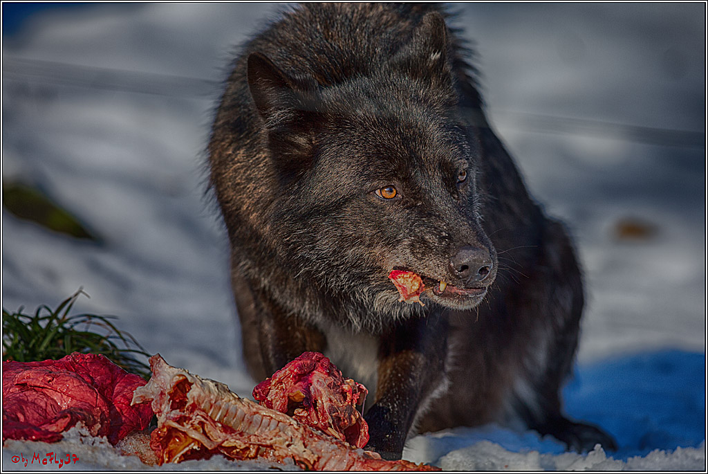 Timberwolf - Polarwolf Kasselburg, 18.02.2018