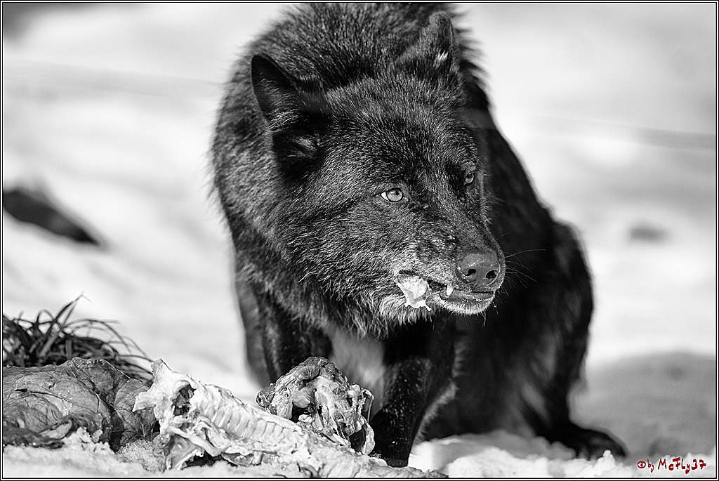 Timberwolf - Polarwolf Kasselburg, 18.02.2018