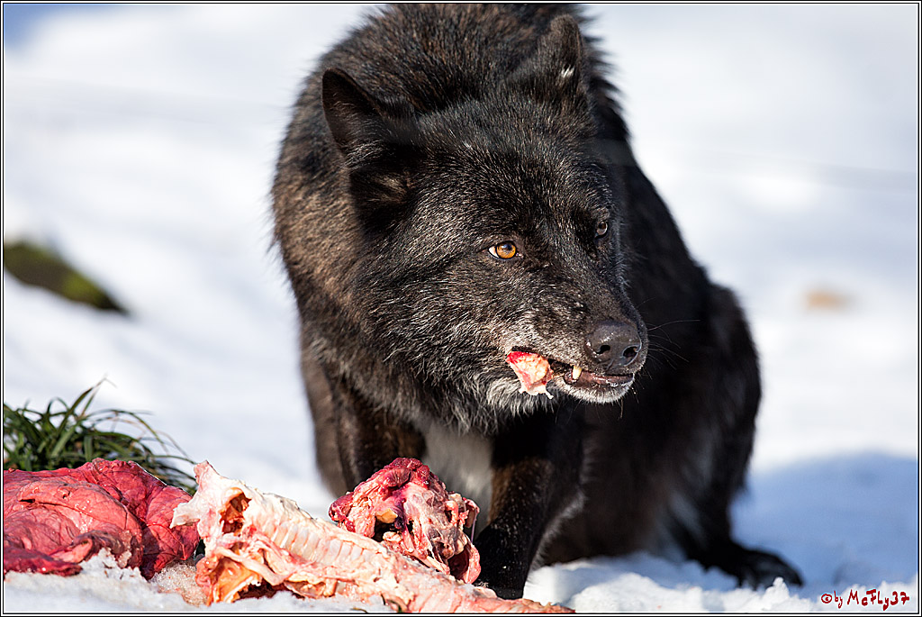 Timberwolf - Polarwolf Kasselburg, 18.02.2018
