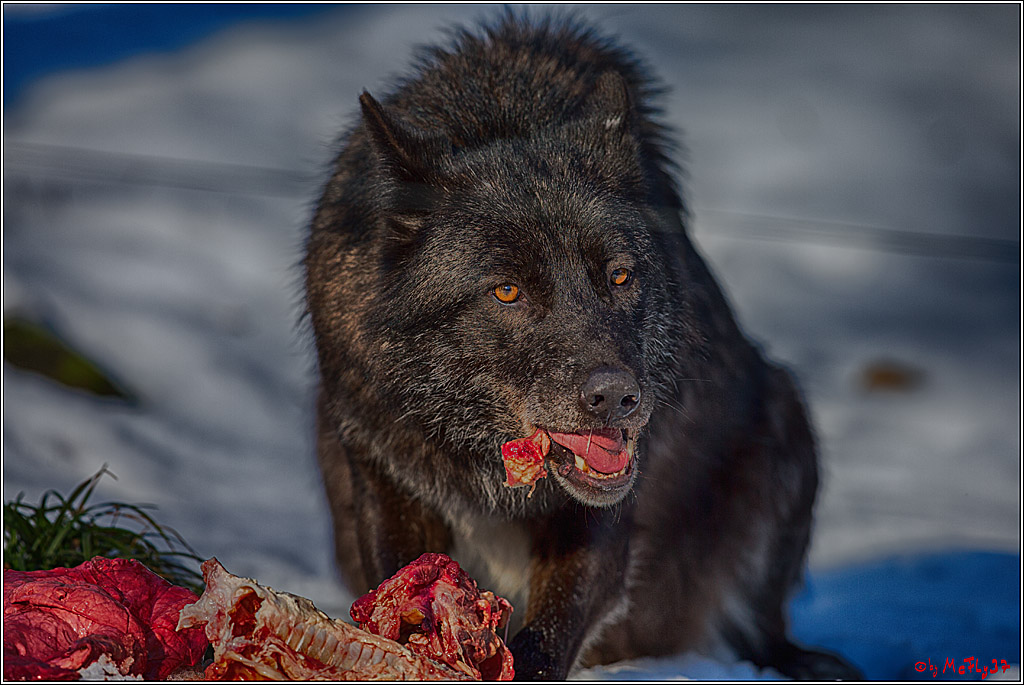 Timberwolf - Polarwolf Kasselburg, 18.02.2018
