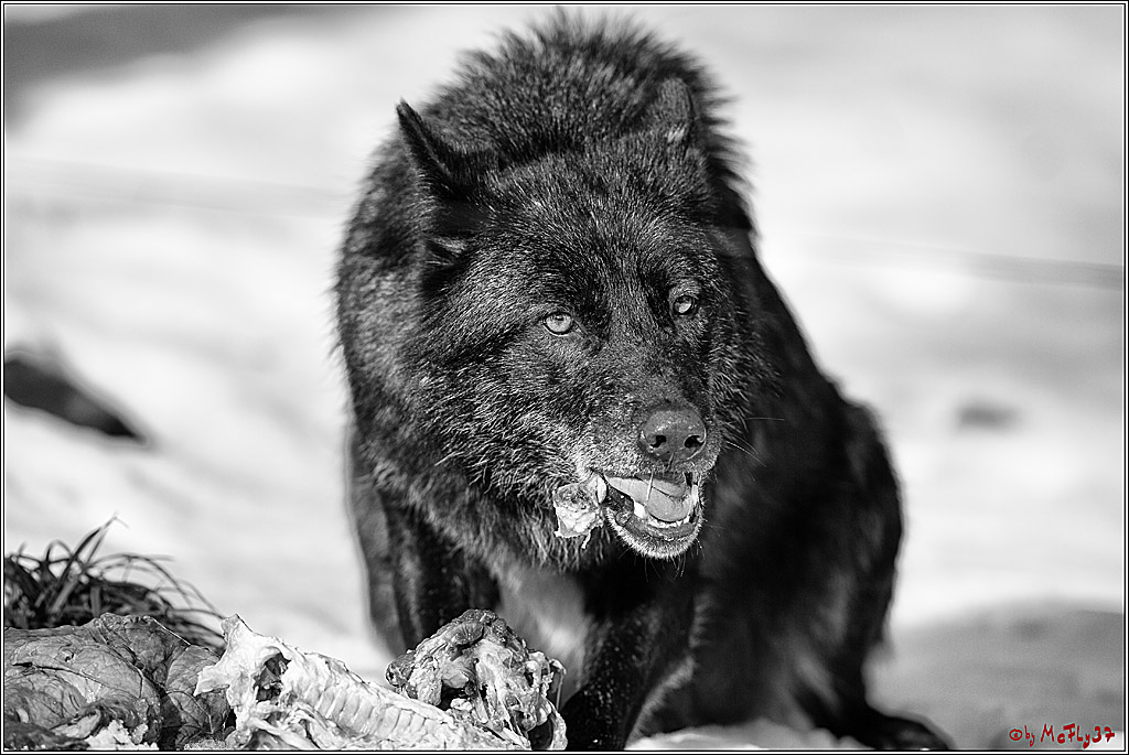 Timberwolf - Polarwolf Kasselburg, 18.02.2018