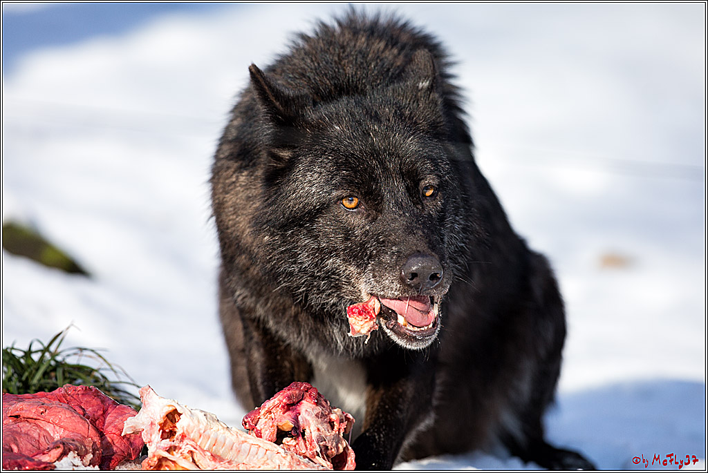 Timberwolf - Polarwolf Kasselburg, 18.02.2018