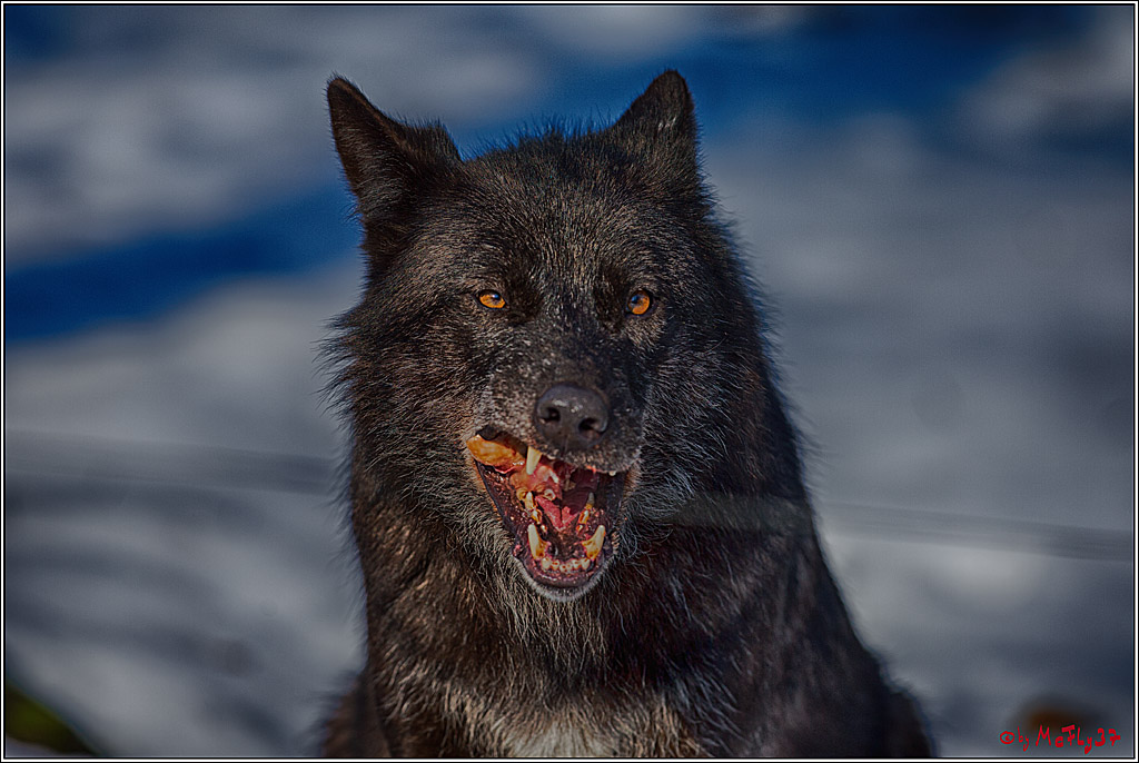 Timberwolf - Polarwolf Kasselburg, 18.02.2018