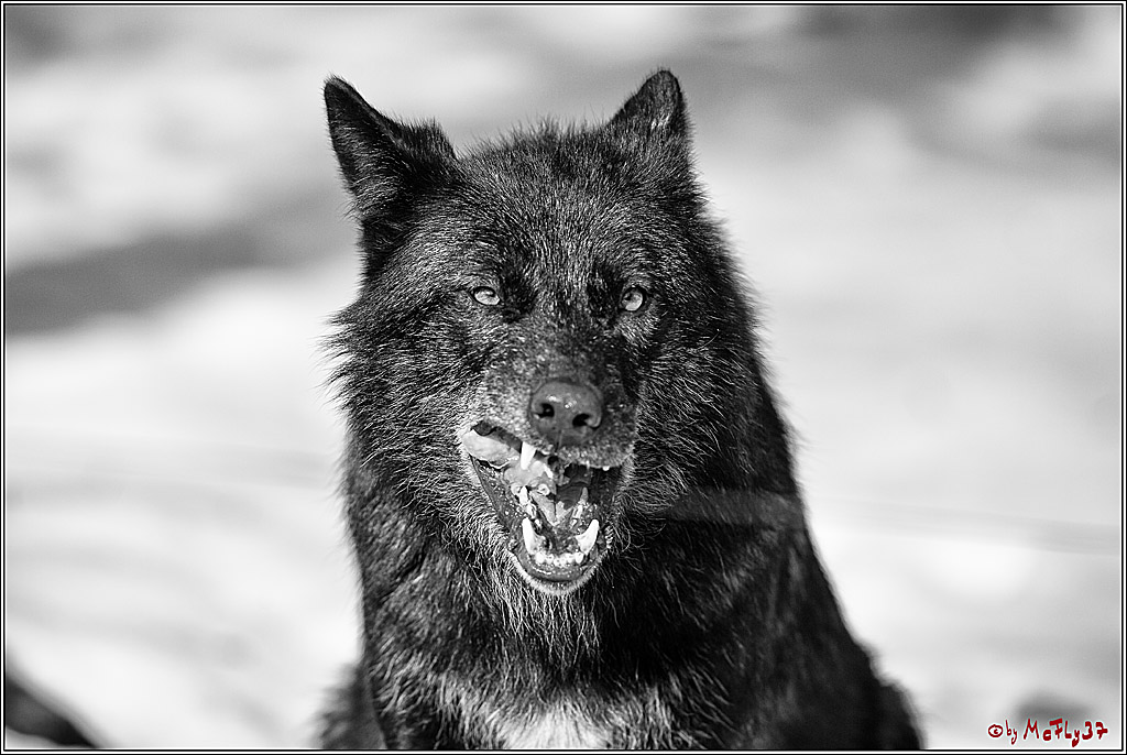 Timberwolf - Polarwolf Kasselburg, 18.02.2018