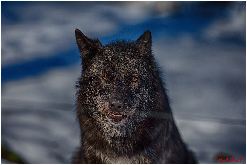 Timberwolf - Polarwolf Kasselburg, 18.02.2018