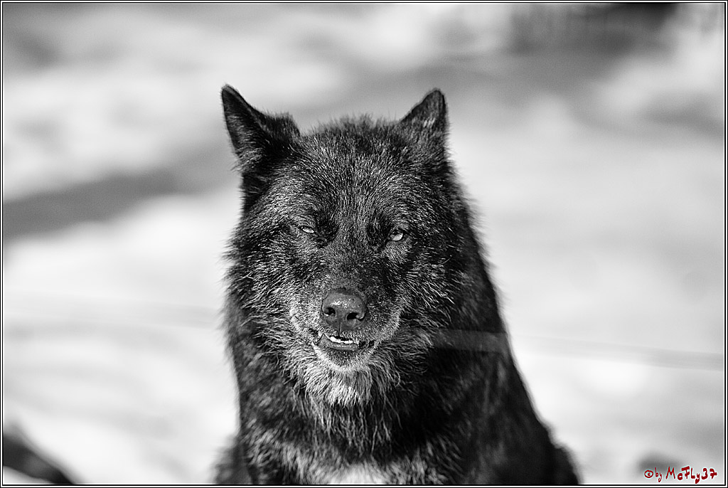 Timberwolf - Polarwolf Kasselburg, 18.02.2018