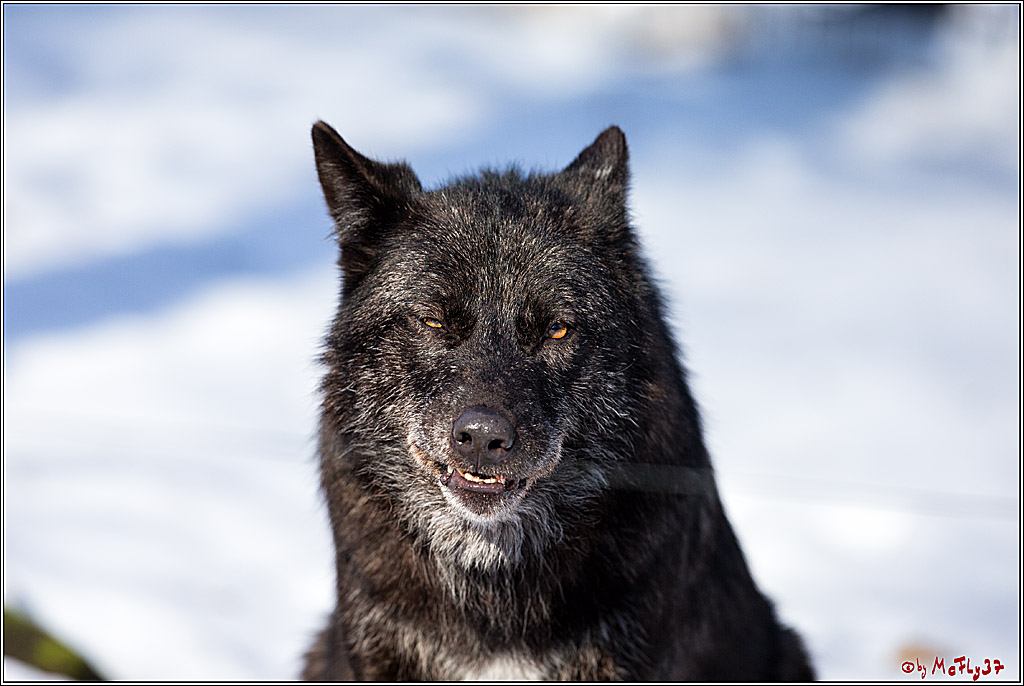 Timberwolf - Polarwolf Kasselburg, 18.02.2018
