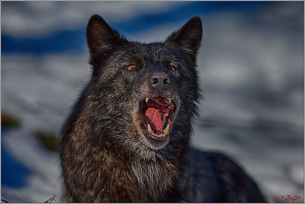 Timberwolf - Polarwolf Kasselburg, 18.02.2018
