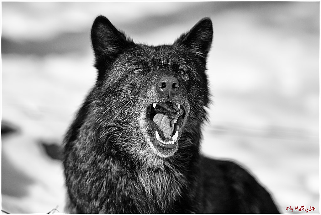 Timberwolf - Polarwolf Kasselburg, 18.02.2018