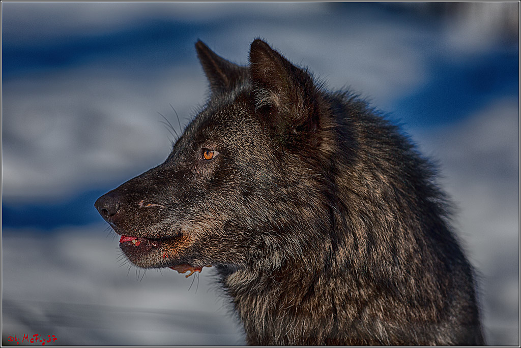 Timberwolf - Polarwolf Kasselburg, 18.02.2018