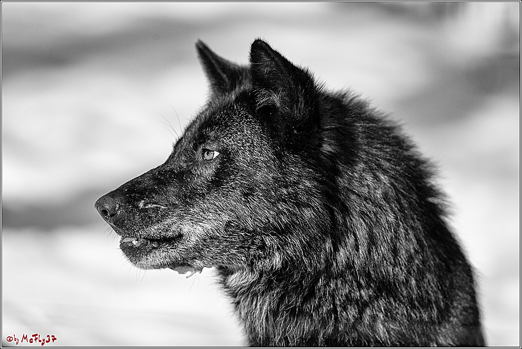 Timberwolf - Polarwolf Kasselburg, 18.02.2018