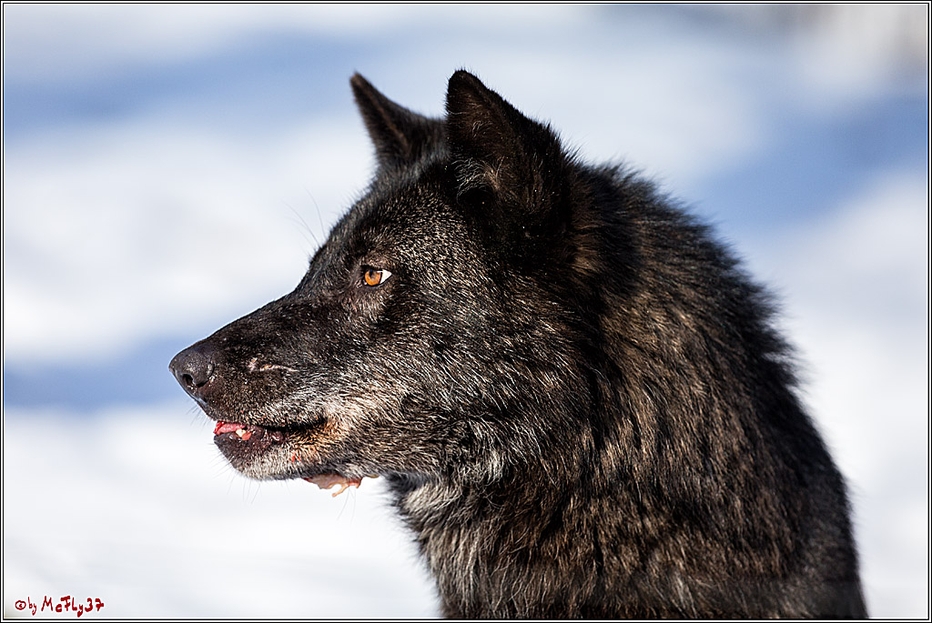 Timberwolf - Polarwolf Kasselburg, 18.02.2018