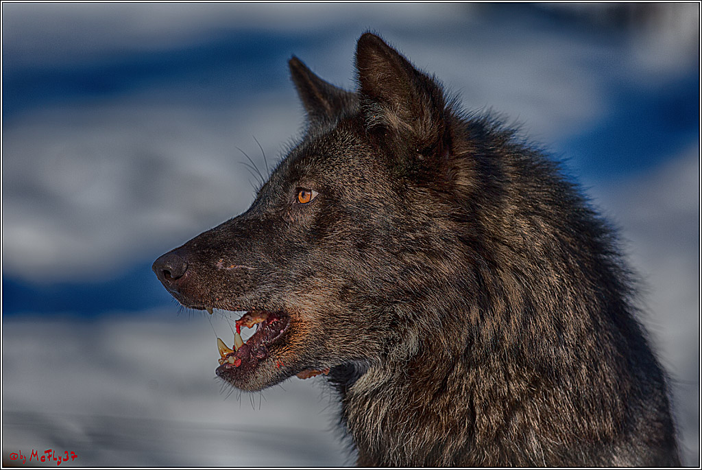 Timberwolf - Polarwolf Kasselburg, 18.02.2018