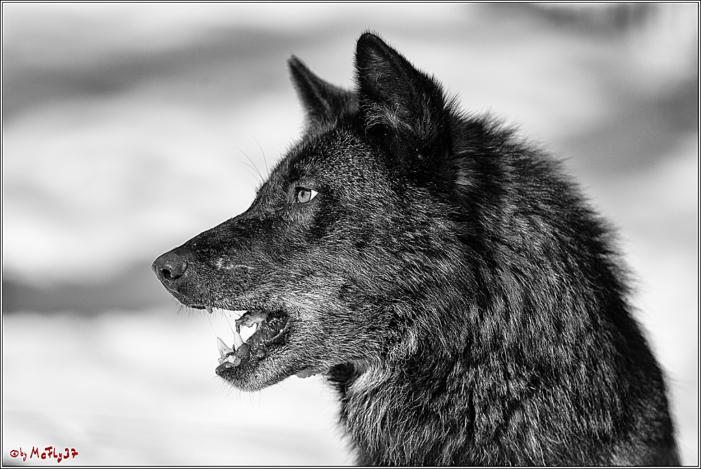 Timberwolf - Polarwolf Kasselburg, 18.02.2018