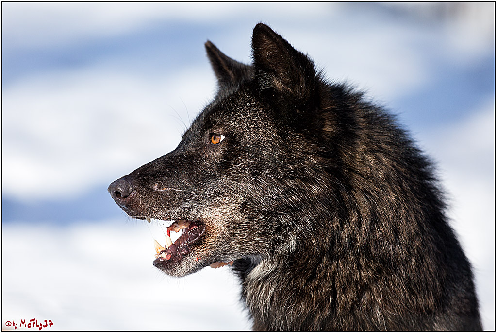Timberwolf - Polarwolf Kasselburg, 18.02.2018