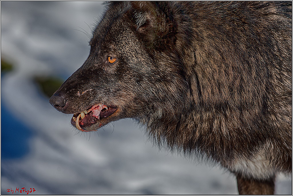 Timberwolf - Polarwolf Kasselburg, 18.02.2018