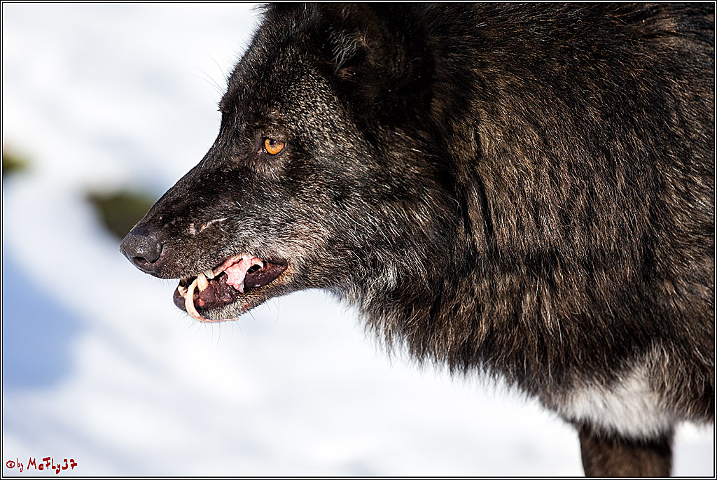 Timberwolf - Polarwolf Kasselburg, 18.02.2018