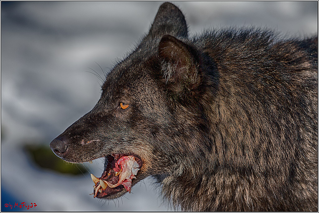 Timberwolf - Polarwolf Kasselburg, 18.02.2018