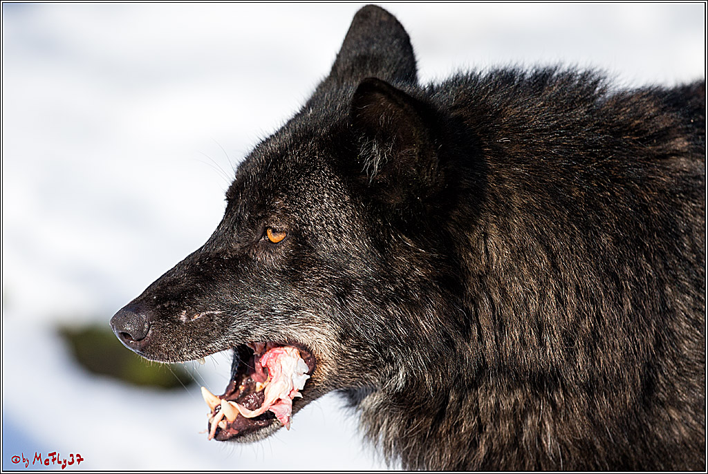 Timberwolf - Polarwolf Kasselburg, 18.02.2018