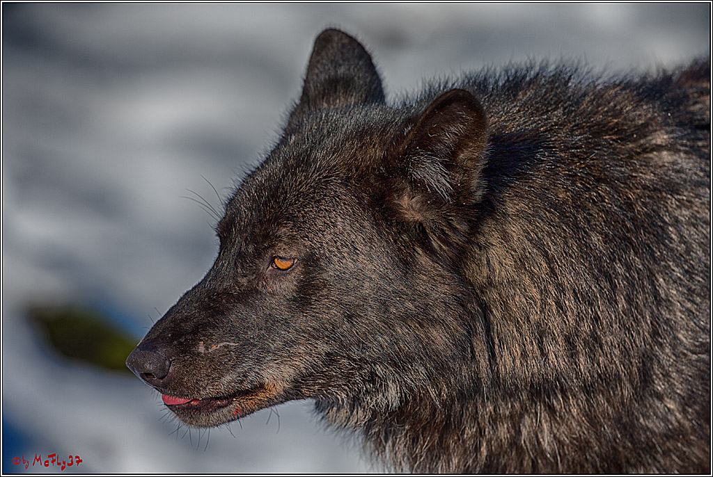 Timberwolf - Polarwolf Kasselburg, 18.02.2018