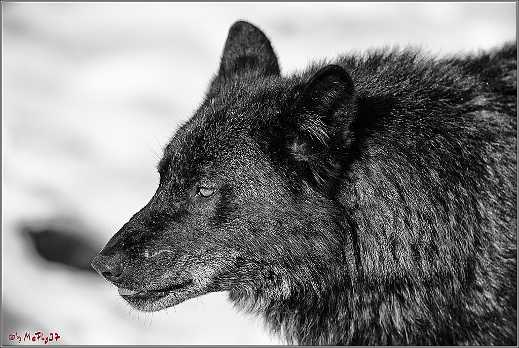 Timberwolf - Polarwolf Kasselburg, 18.02.2018