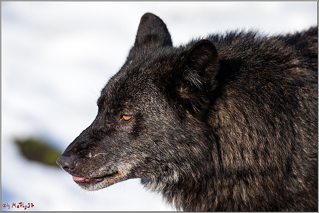 Timberwolf - Polarwolf Kasselburg, 18.02.2018