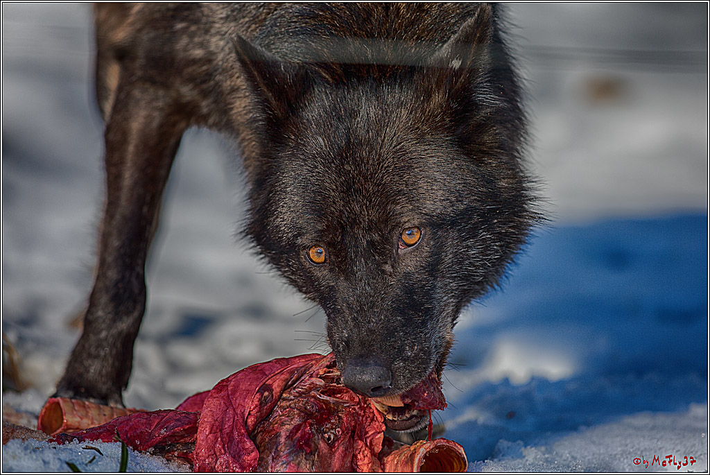 Timberwolf - Polarwolf Kasselburg, 18.02.2018