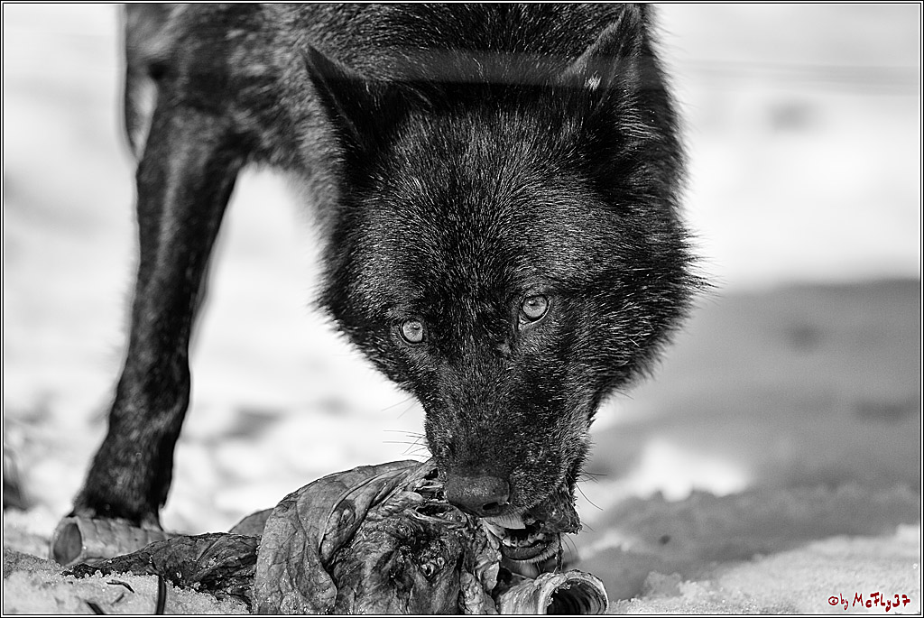 Timberwolf - Polarwolf Kasselburg, 18.02.2018