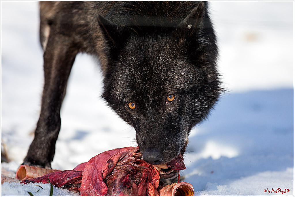 Timberwolf - Polarwolf Kasselburg, 18.02.2018