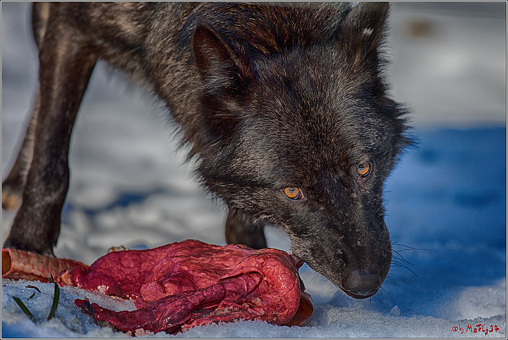Timberwolf - Polarwolf Kasselburg, 18.02.2018