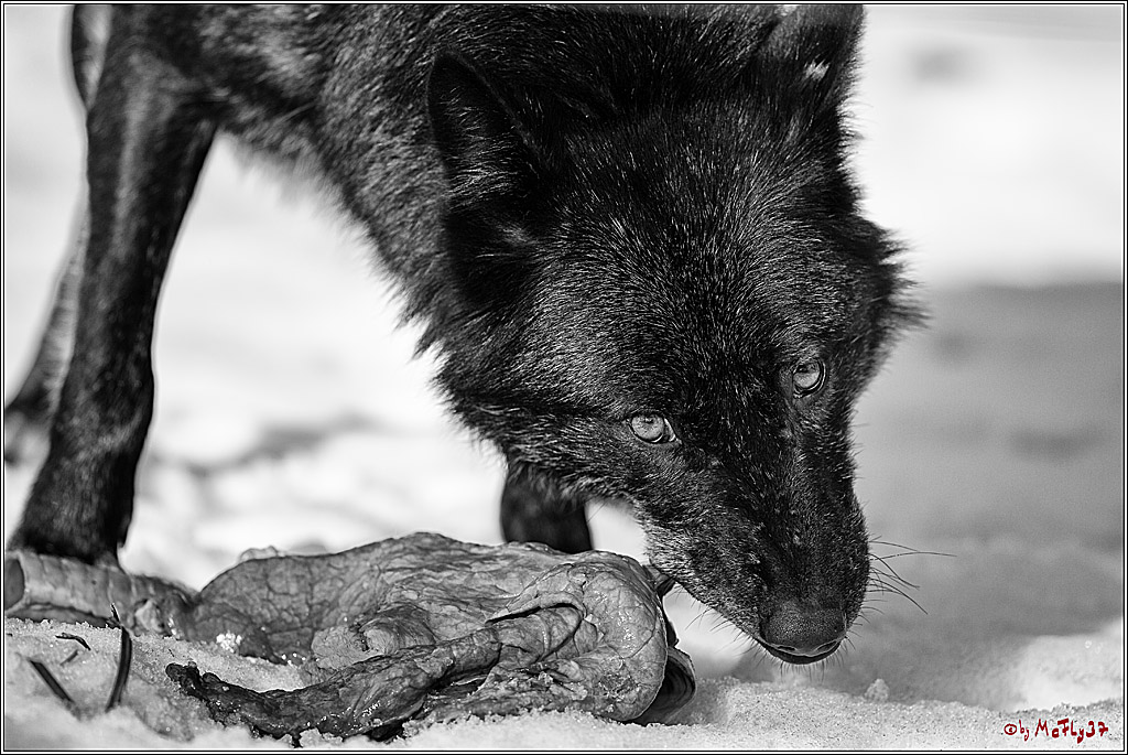 Timberwolf - Polarwolf Kasselburg, 18.02.2018