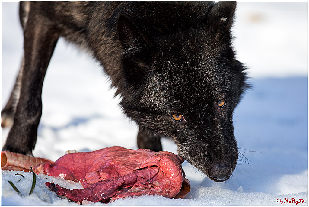 Timberwolf - Polarwolf Kasselburg, 18.02.2018