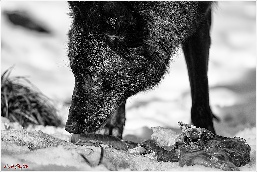Timberwolf - Polarwolf Kasselburg, 18.02.2018