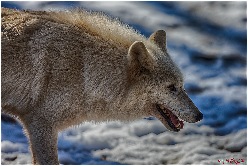 Timberwolf - Polarwolf Kasselburg, 18.02.2018
