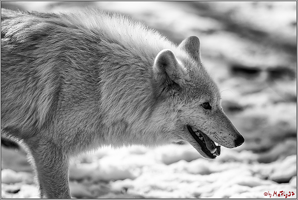 Timberwolf - Polarwolf Kasselburg, 18.02.2018