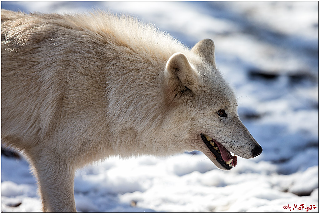 Timberwolf - Polarwolf Kasselburg, 18.02.2018