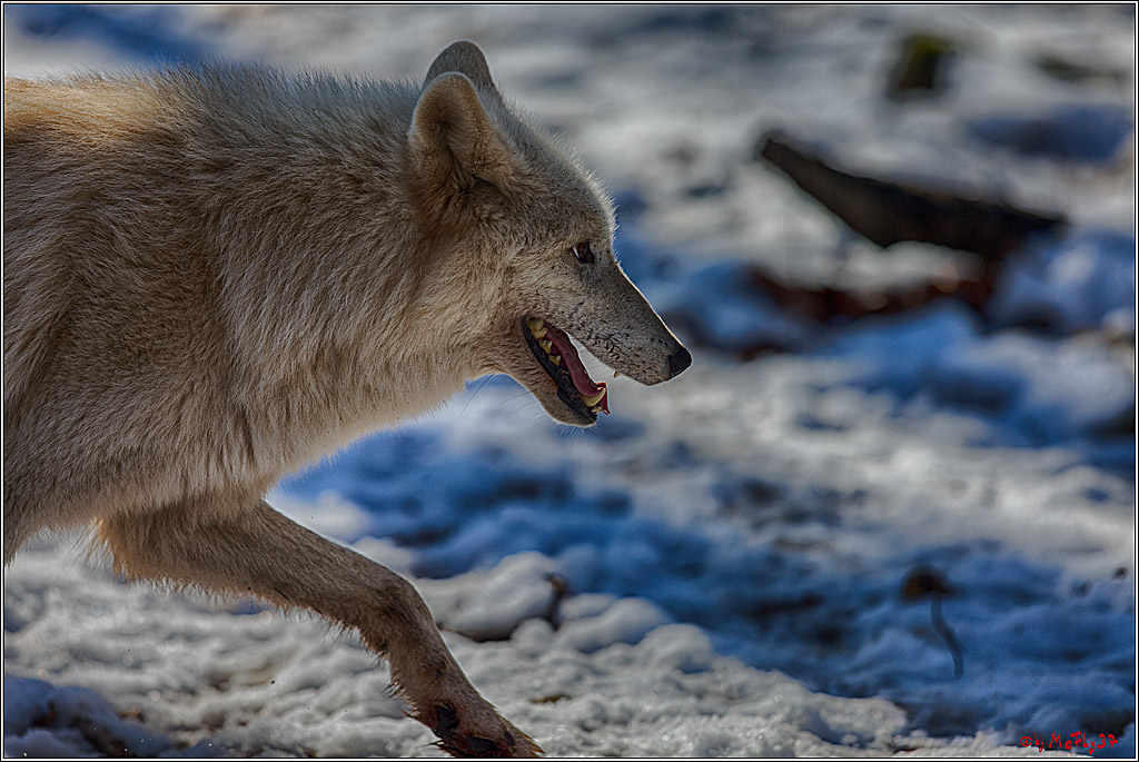 Timberwolf - Polarwolf Kasselburg, 18.02.2018